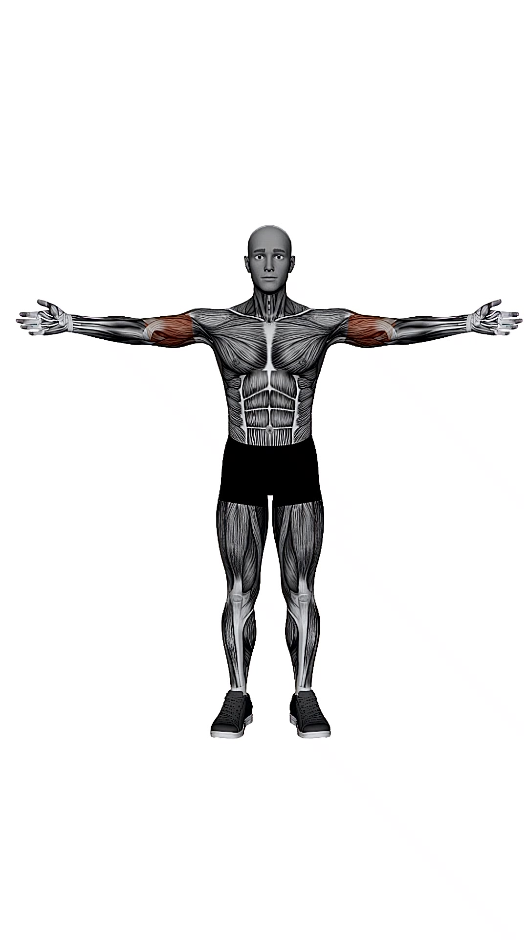 Arms Lateral Raise And Rotation Up
