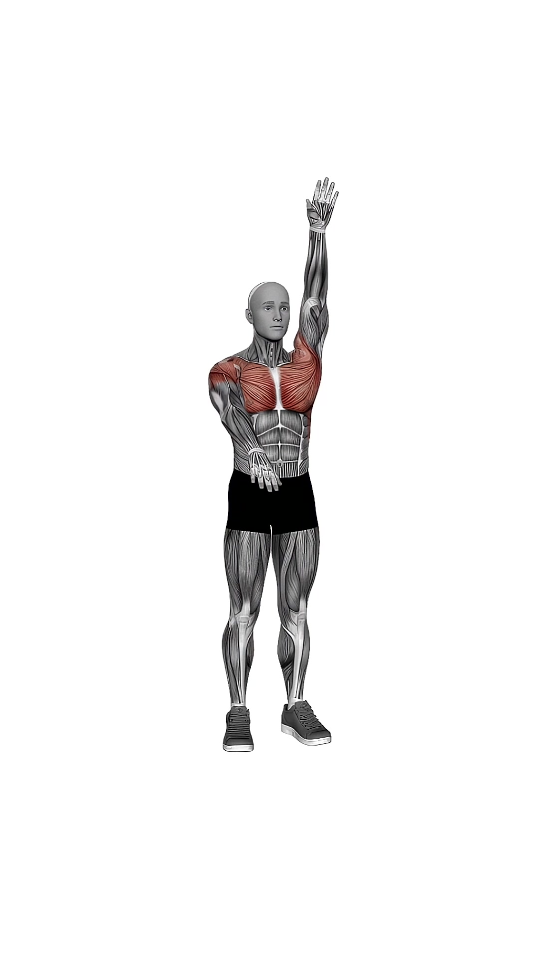 Arms Up And Down