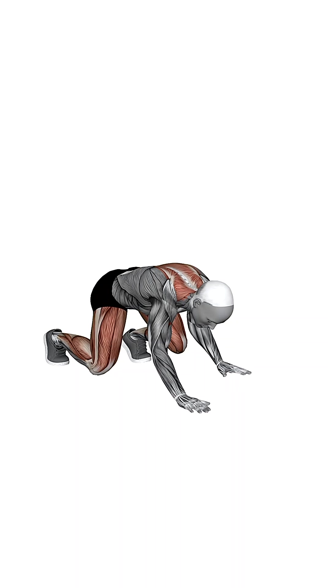 Bear Crawls