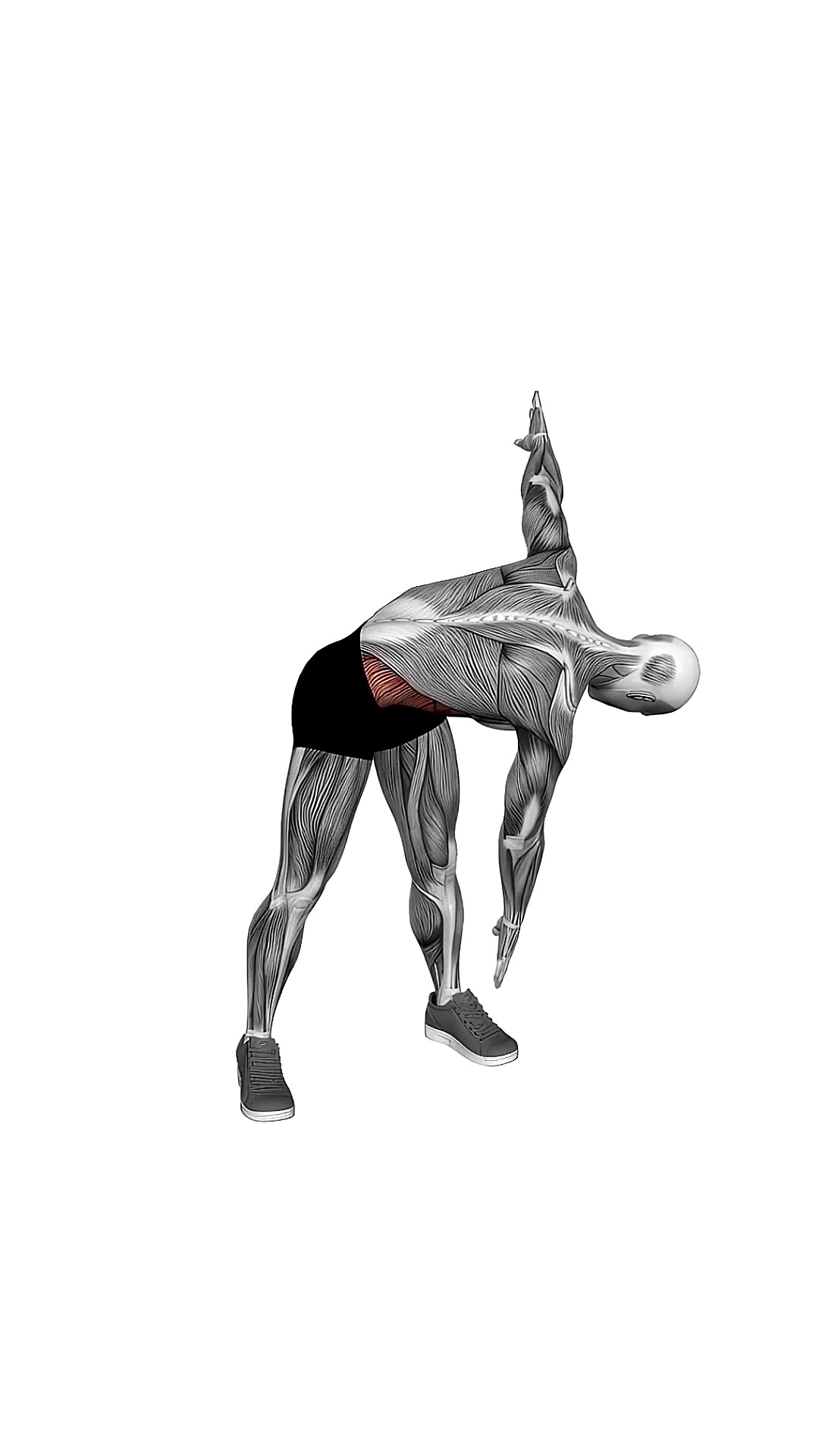 Bodyweight Windmill Cut