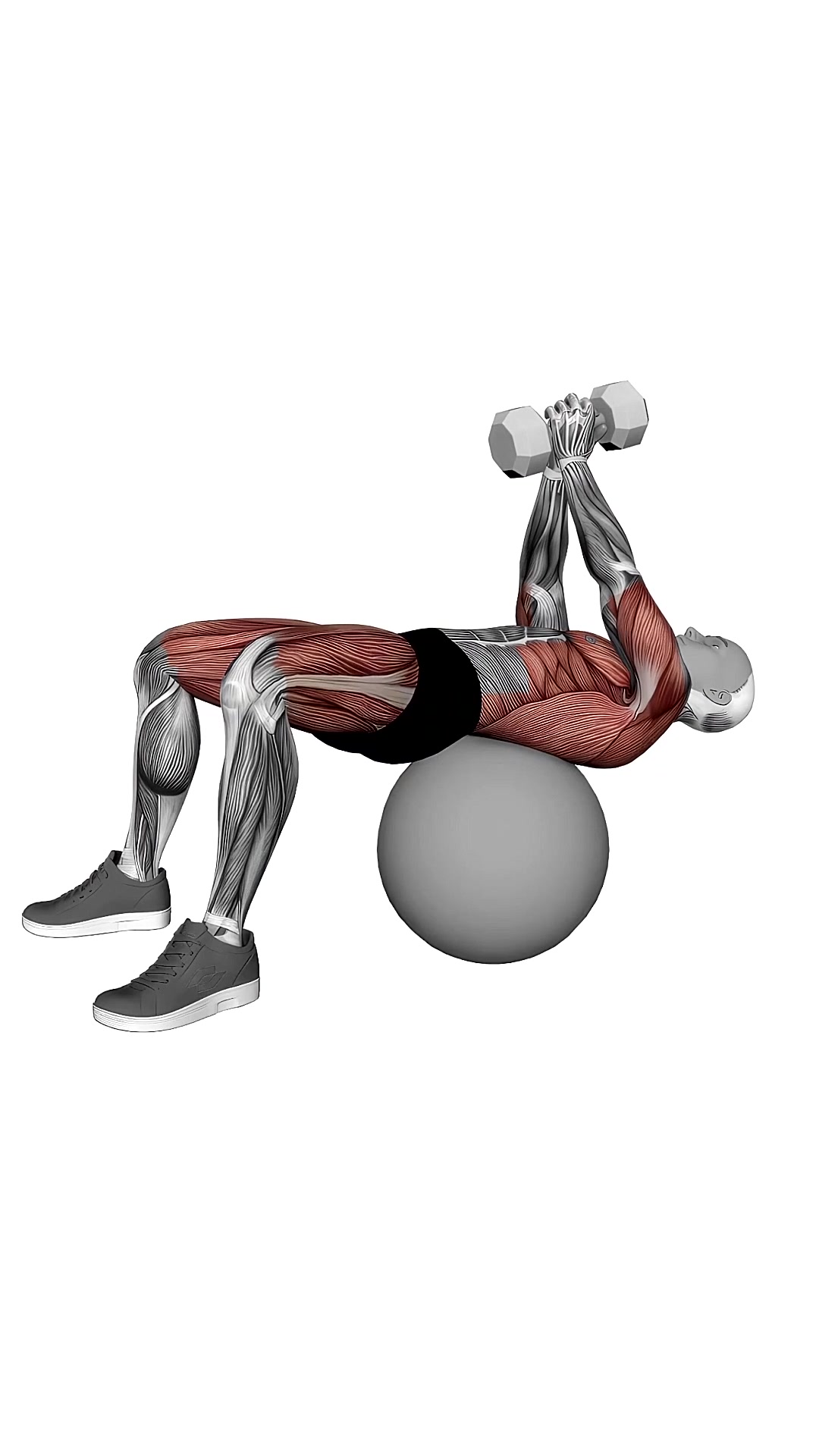 Dumbbell Pullover Hip Extension On Exercise Ball