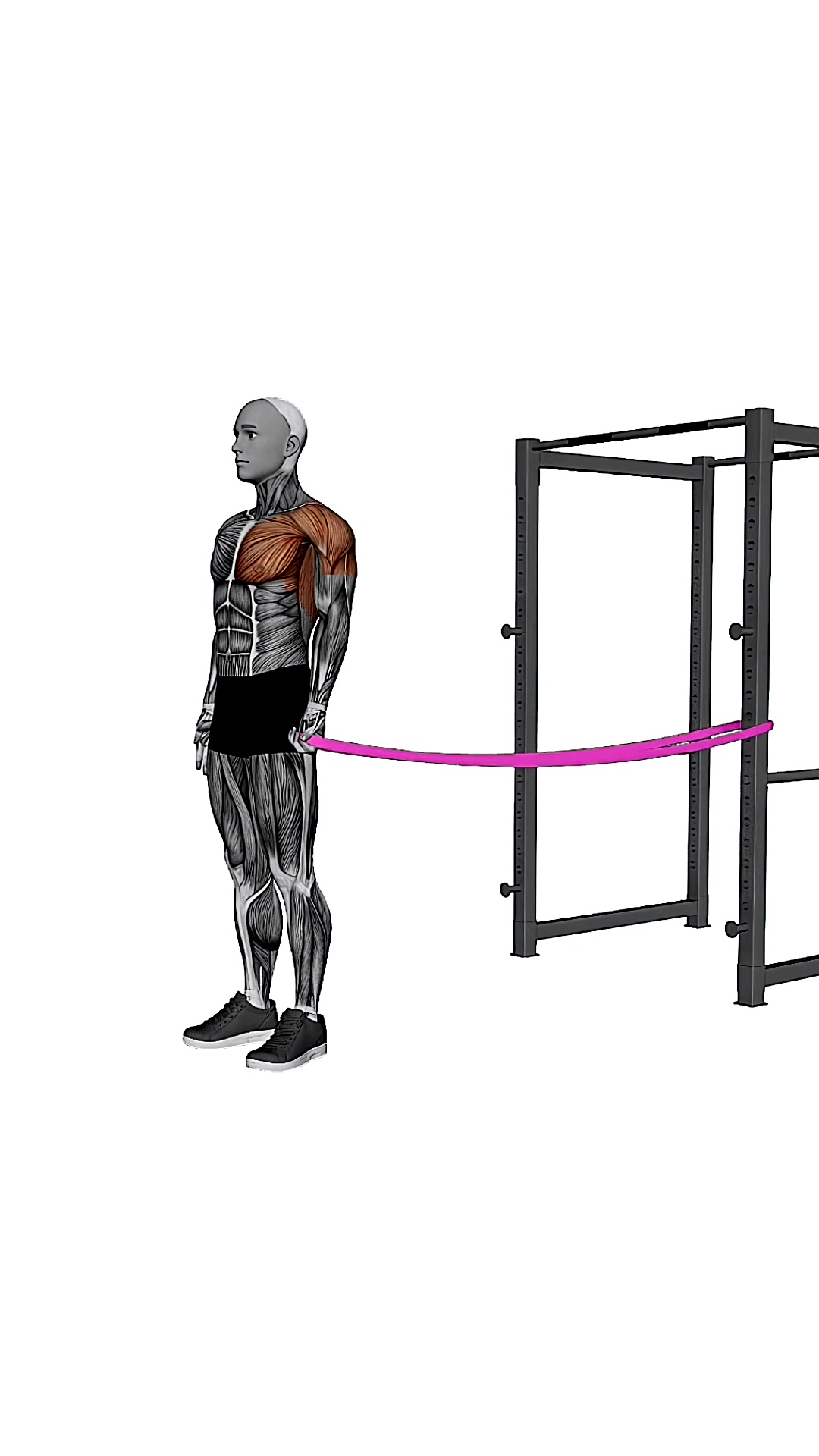Resistance Band Standing Single Arm Shoulder Flexion