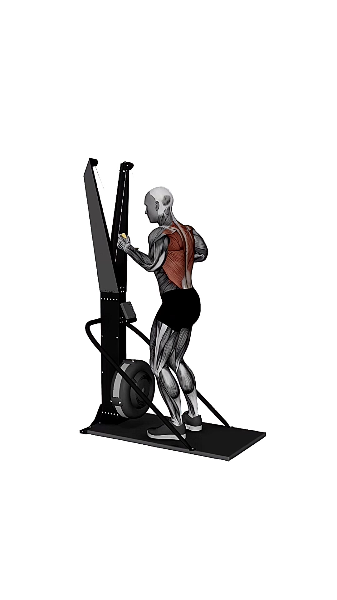 Ski Ergometer Cross Country Ski Alternating Arm Pull