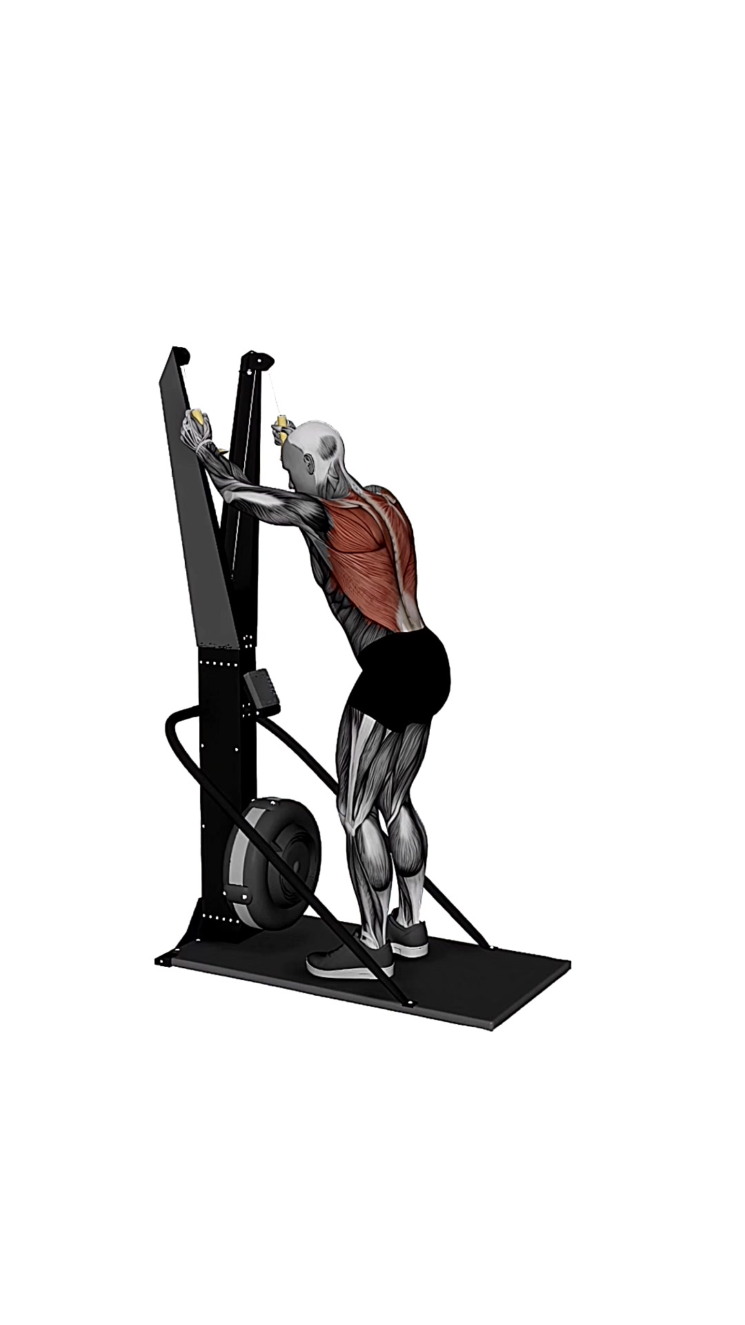 Ski Ergometer Cross Country Ski Basic Pull