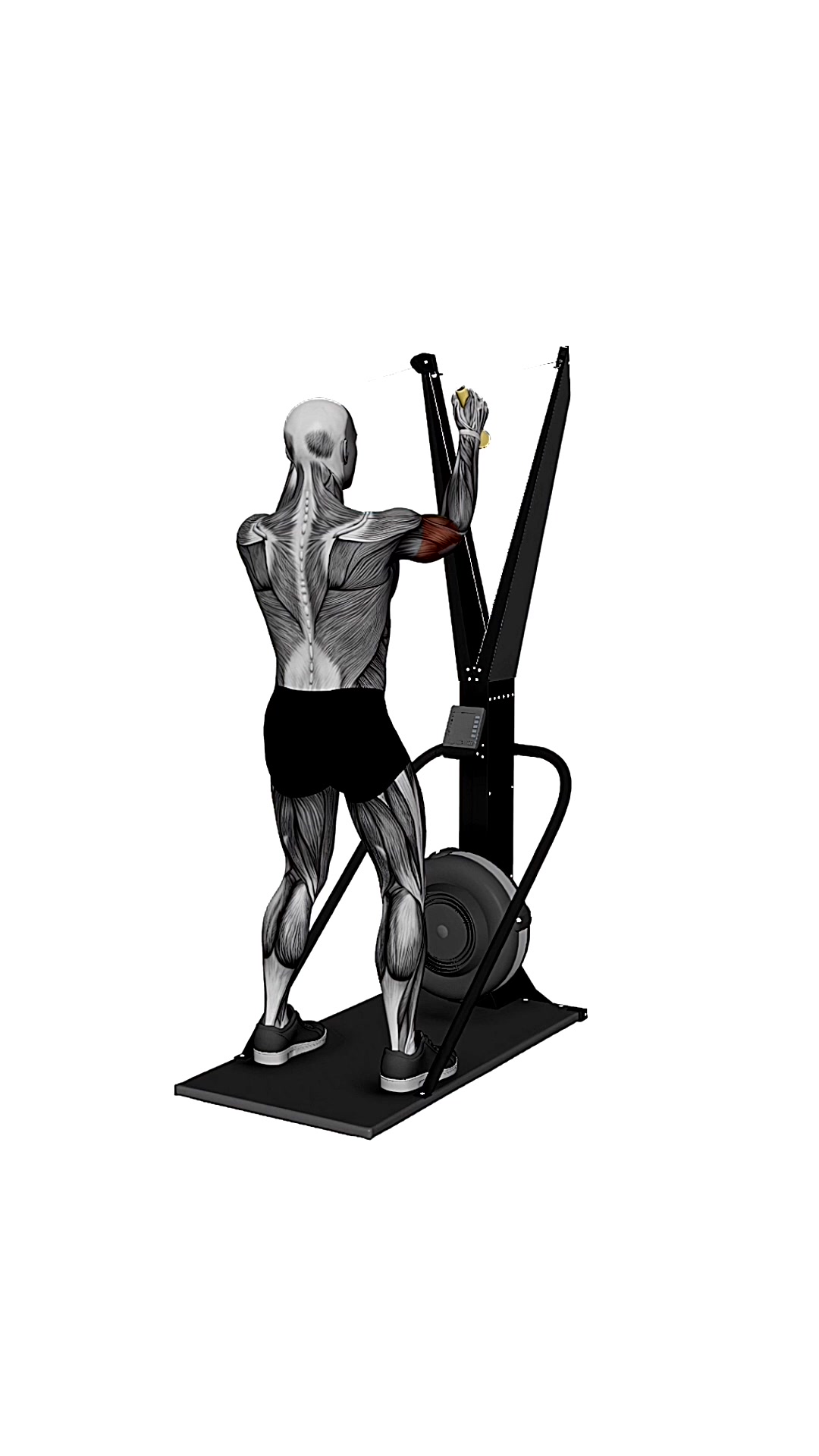 Ski Ergometer Cross Country Ski Face Biceps Curl Pull