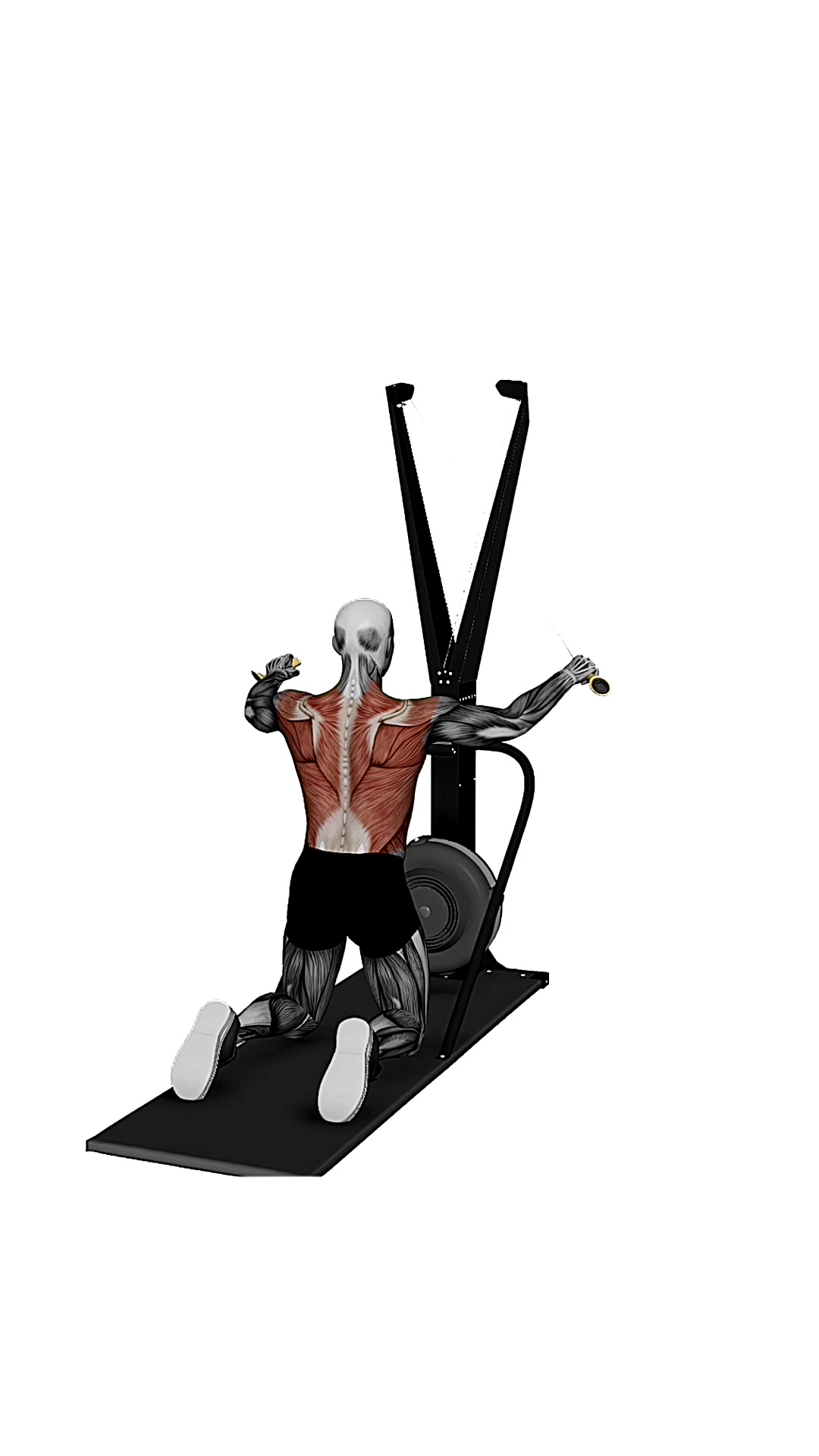 Ski Ergometer Cross Country Ski Kneeling Reverse Fly Pull