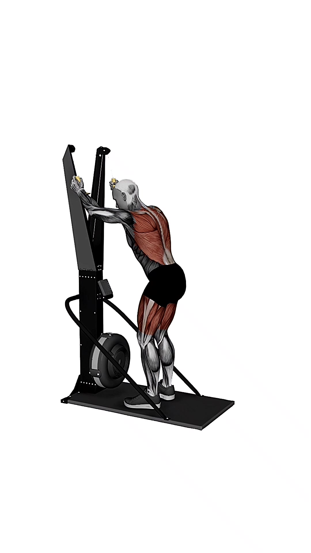 Ski Ergometer Cross Country Ski Squat Pull Half Circles