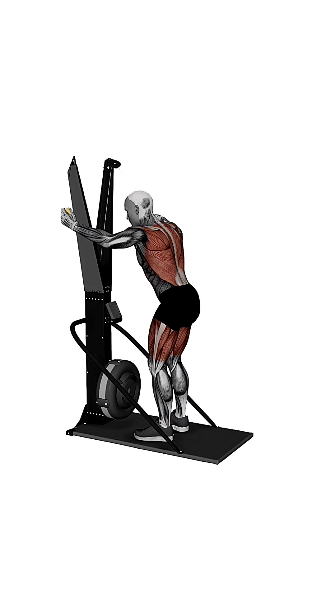 Ski Ergometer Cross Country Ski Squat Wide Lat Pull