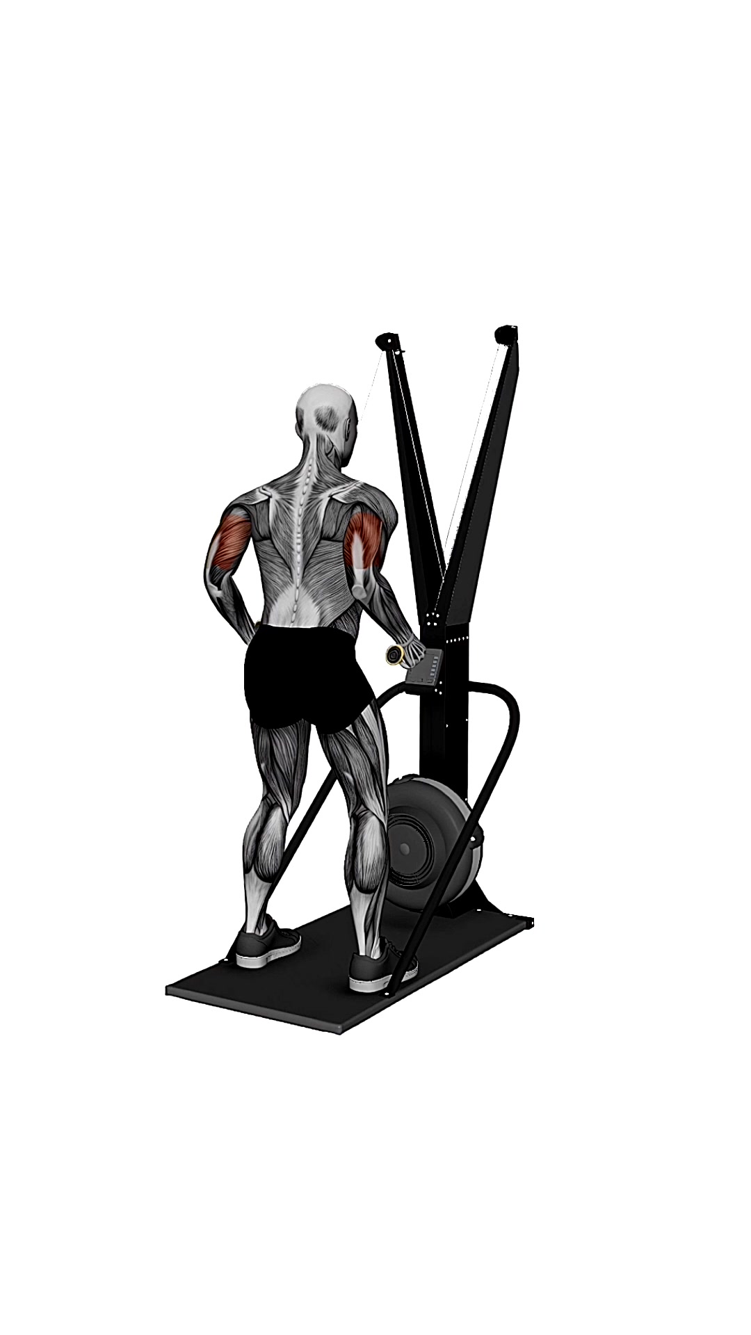 Ski Ergometer Cross Country Ski Triceps Extension Pull