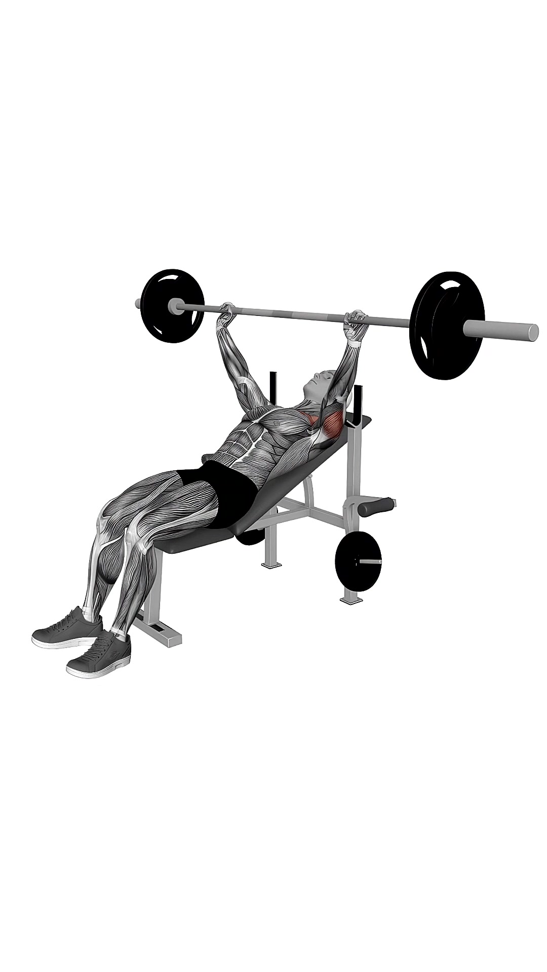 Barbell Incline Bench Press