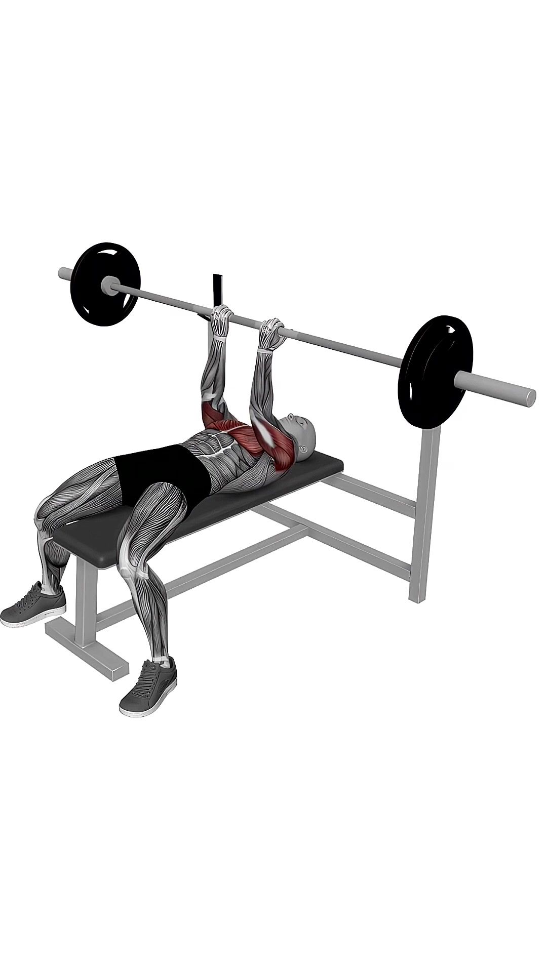 Barbell Reverse Close Grip Bench Press