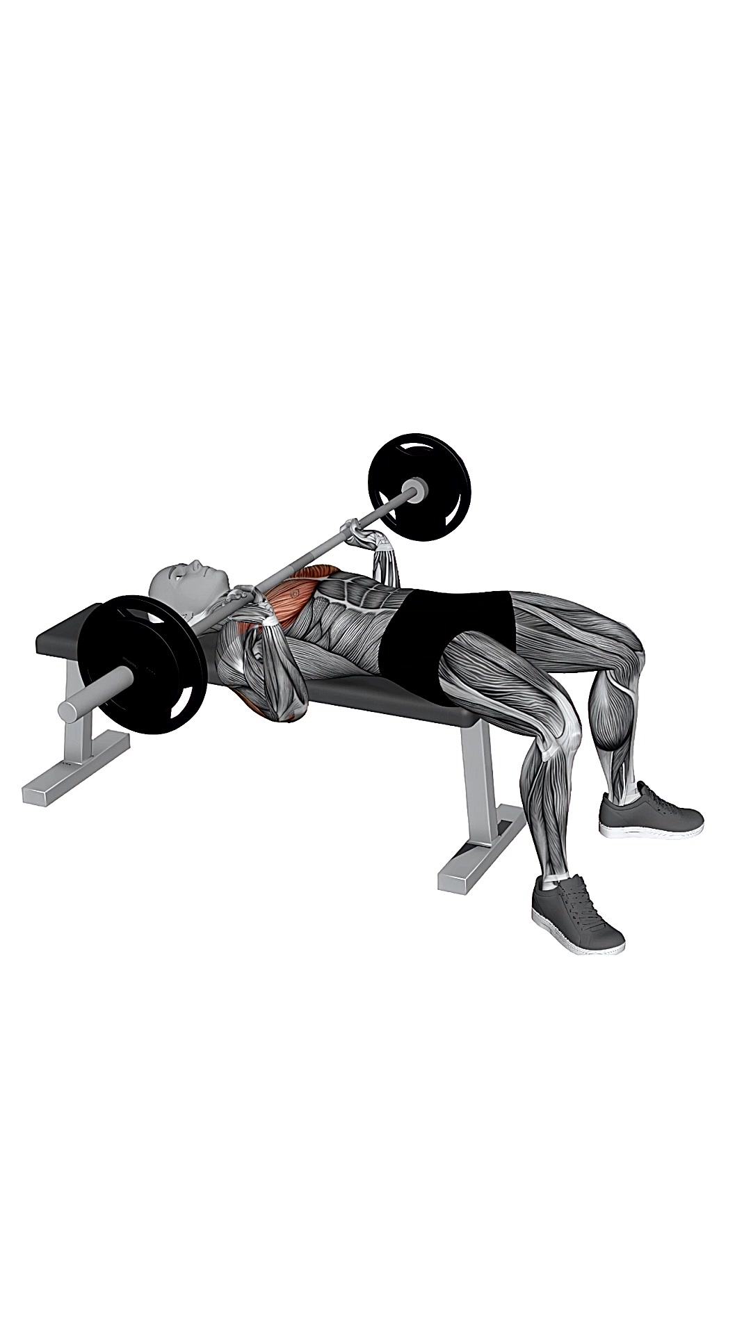 Barbell Spoto Press