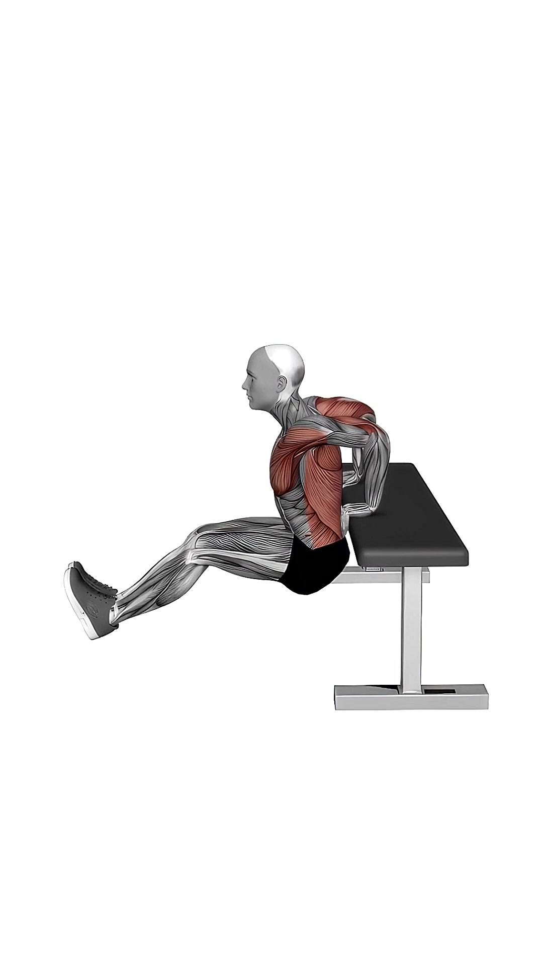 Chest Dip On Bench
