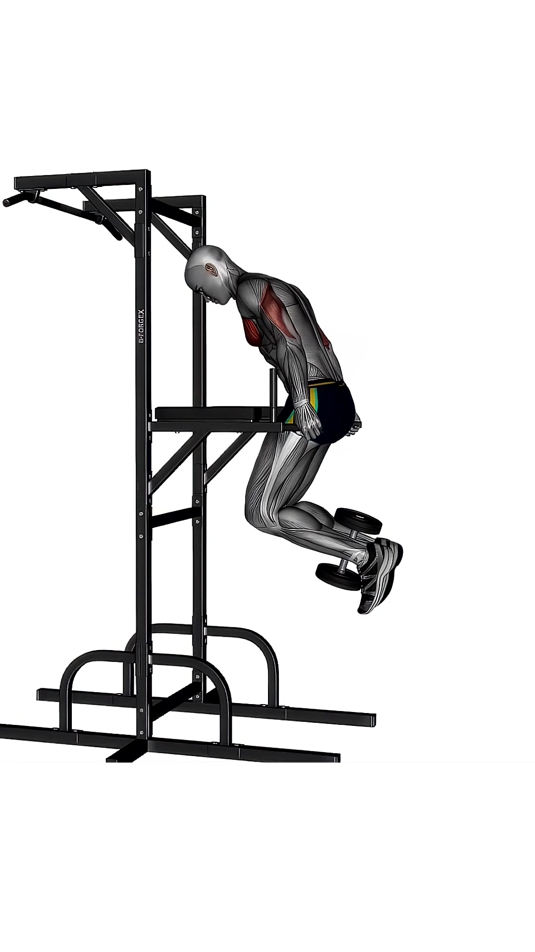 Chest Dip Weighted