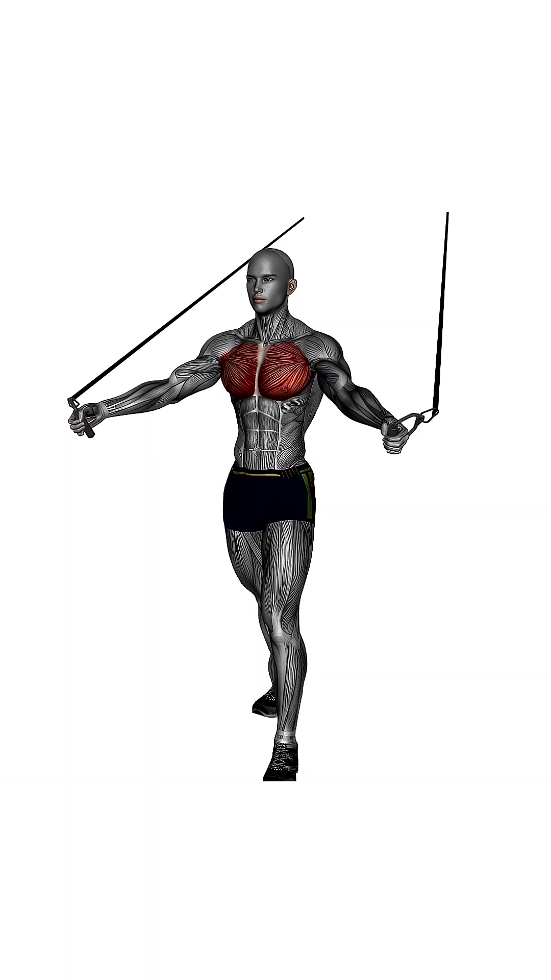 Chest Fly High To Low Resistance Band