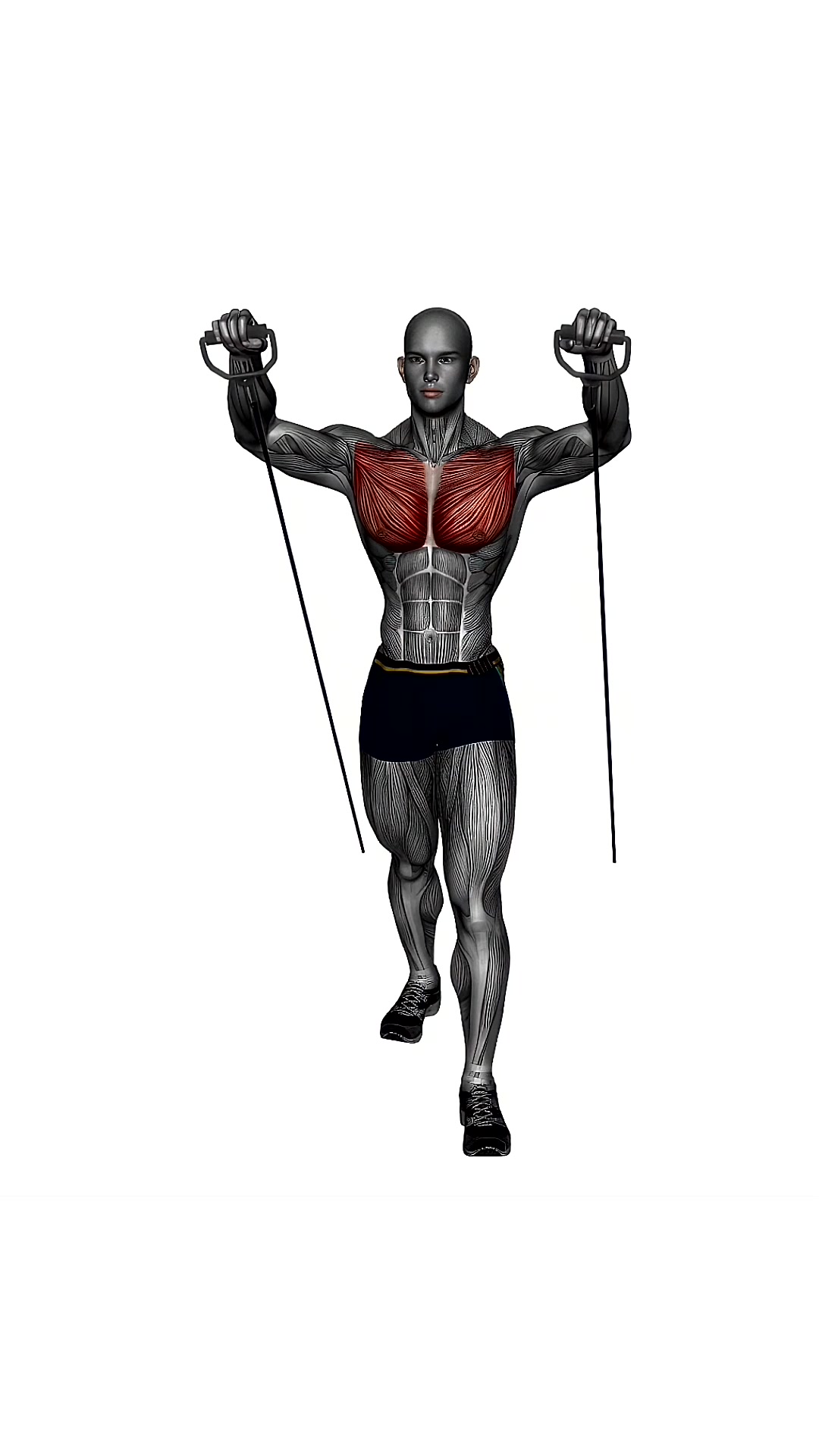 Chest Press Low To High Resistance Band