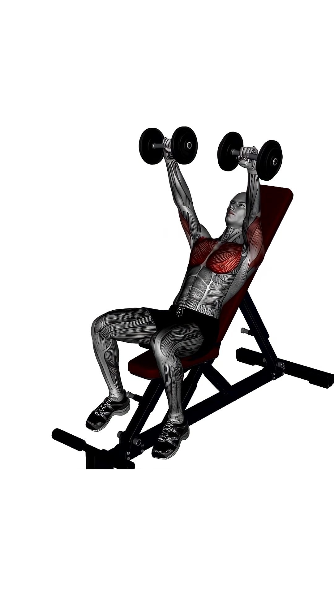 Dumbbell Chest Press Incline Bench
