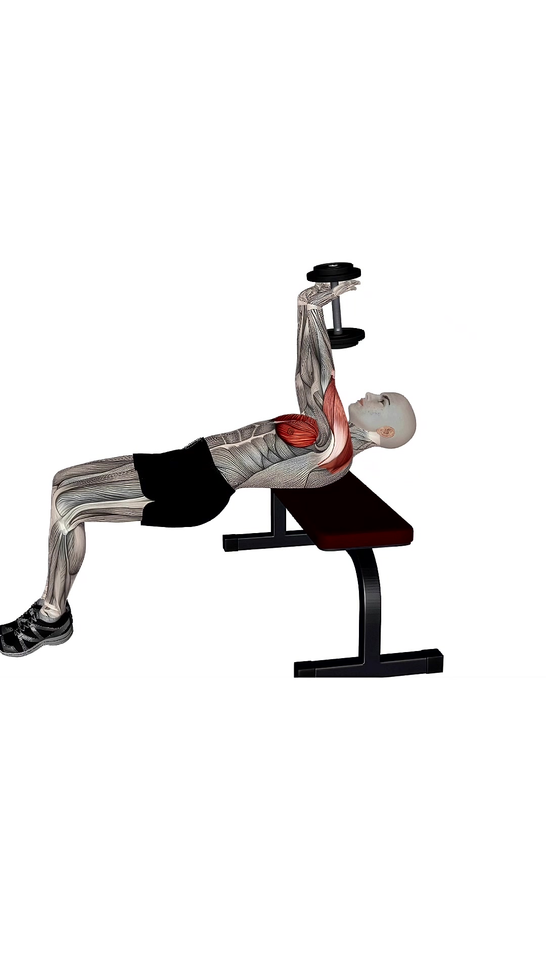 Dumbbell Chest Pull Over