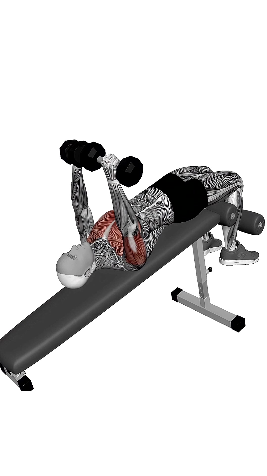 Dumbbell Decline Bench Press