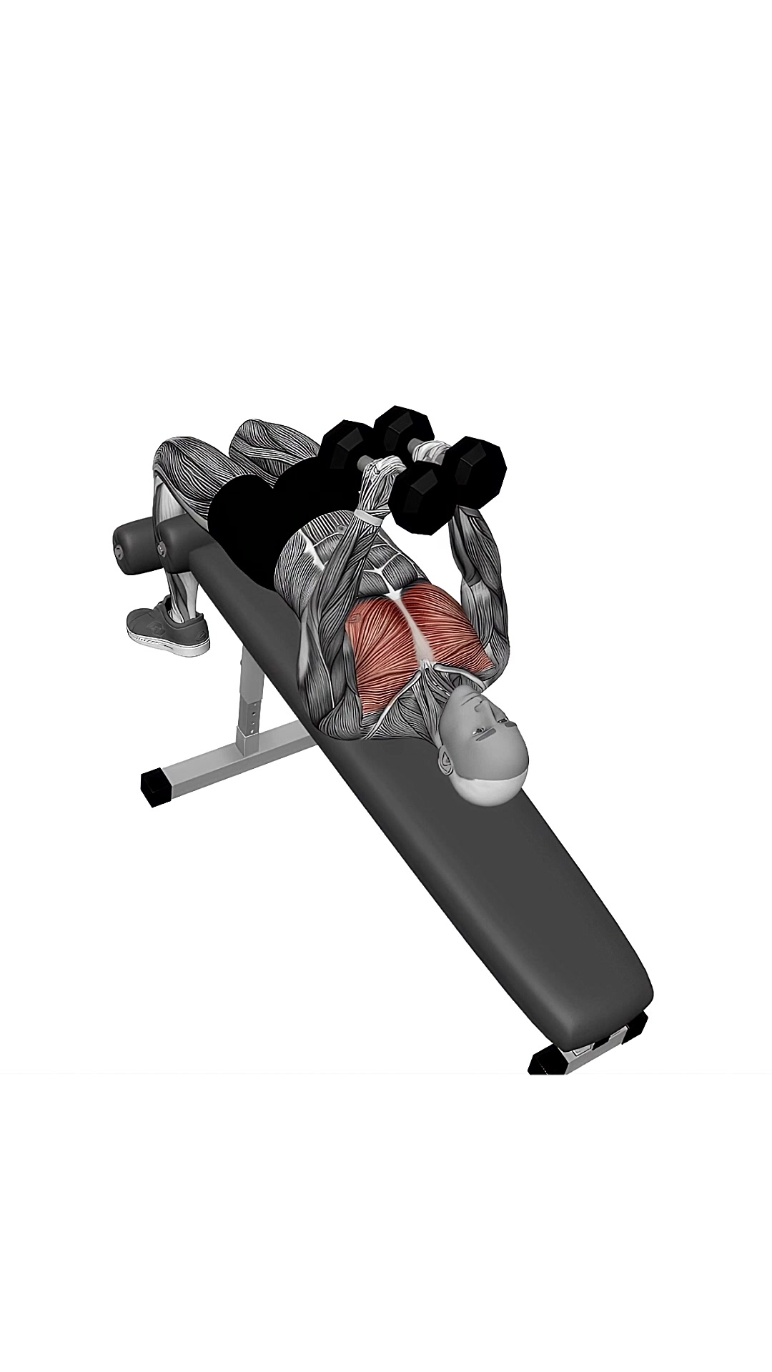 Dumbbell Decline Fly