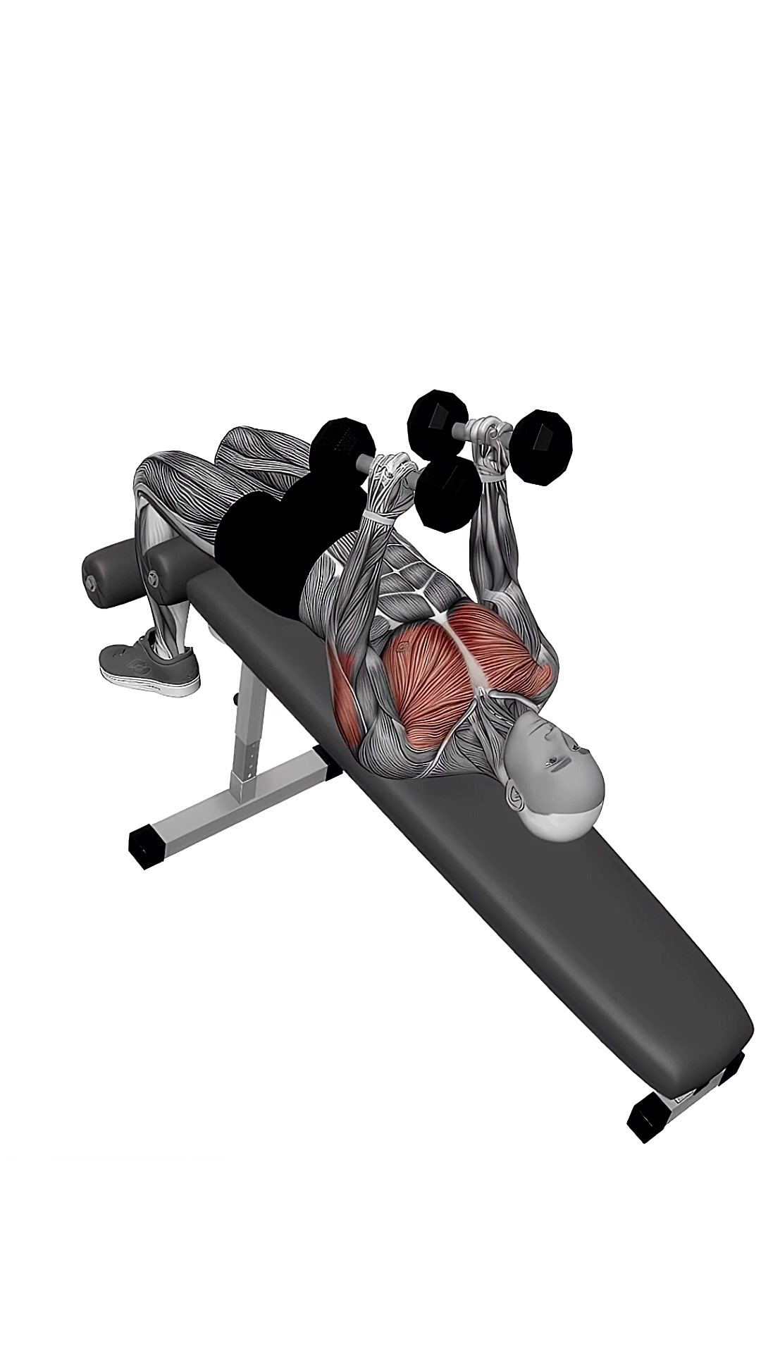 Dumbbell Decline Hammer Press