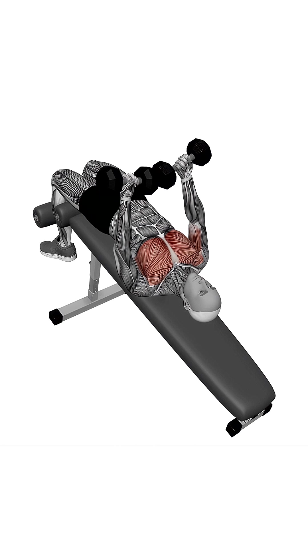 Dumbbell Decline Twist Fly