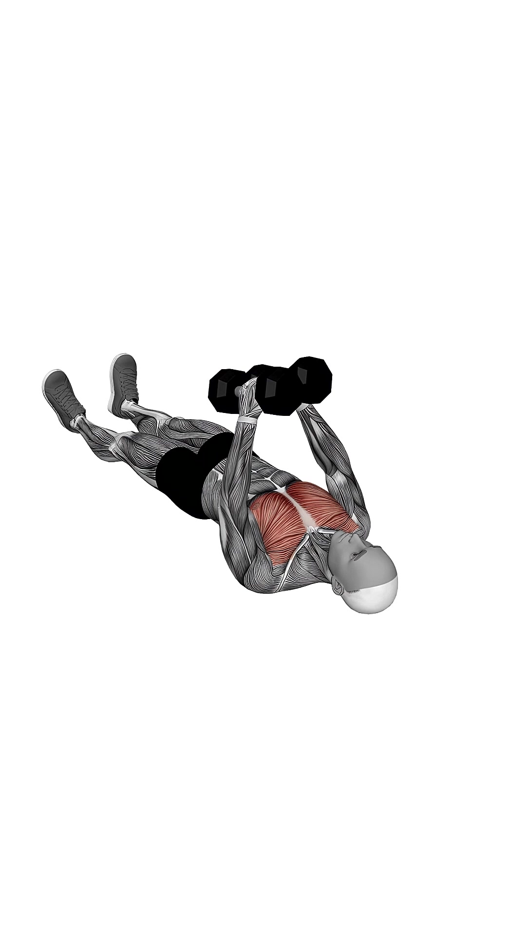 Dumbbell Floor Fly