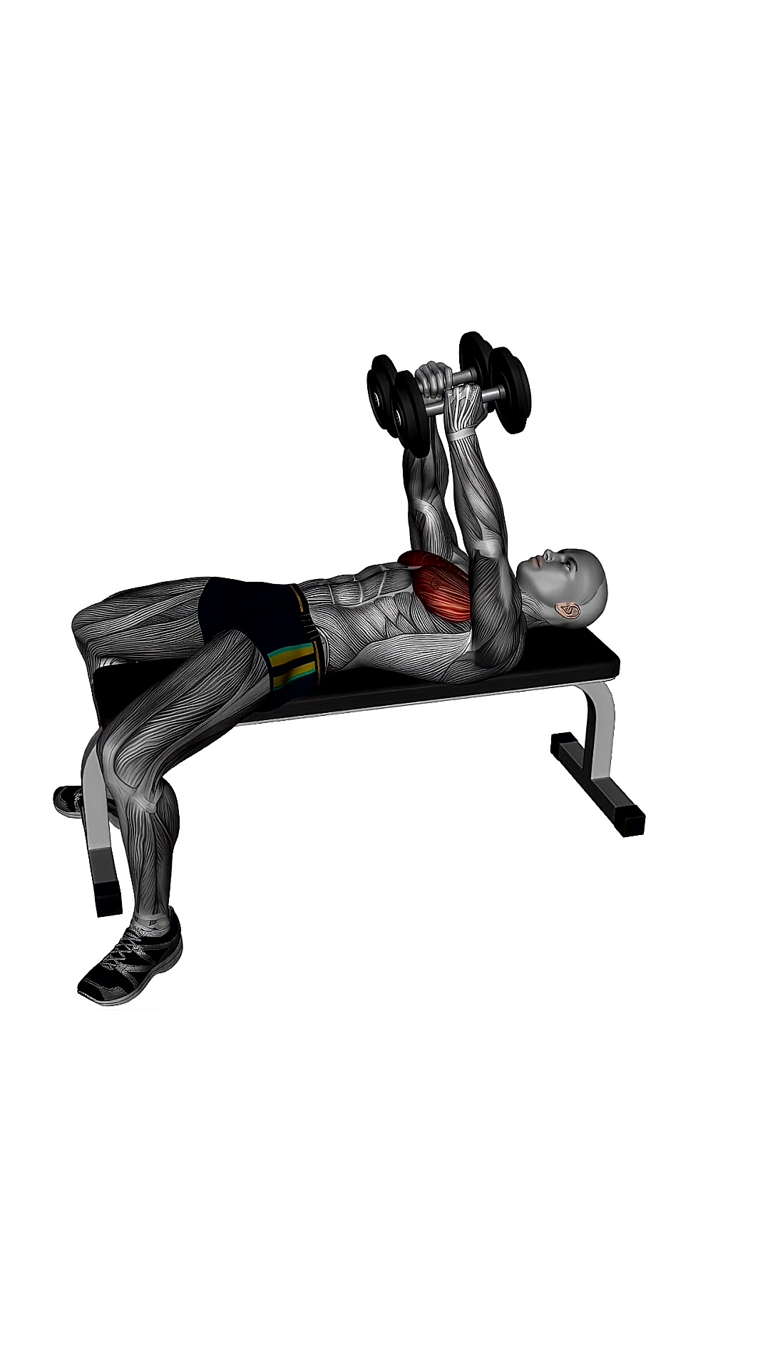 Dumbbell Fly Flat Bench Slow