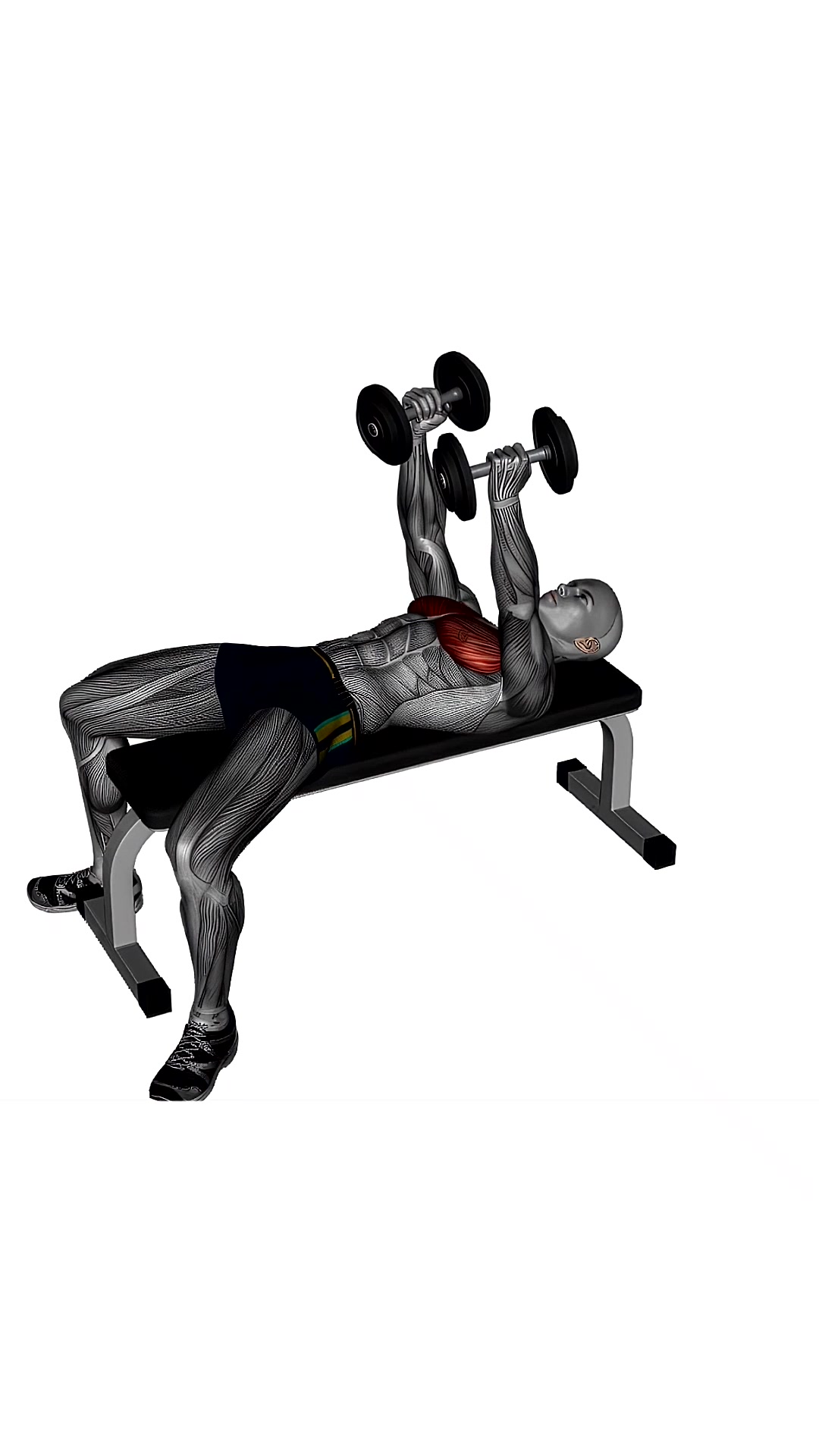 Dumbbell Fly Flat Bench