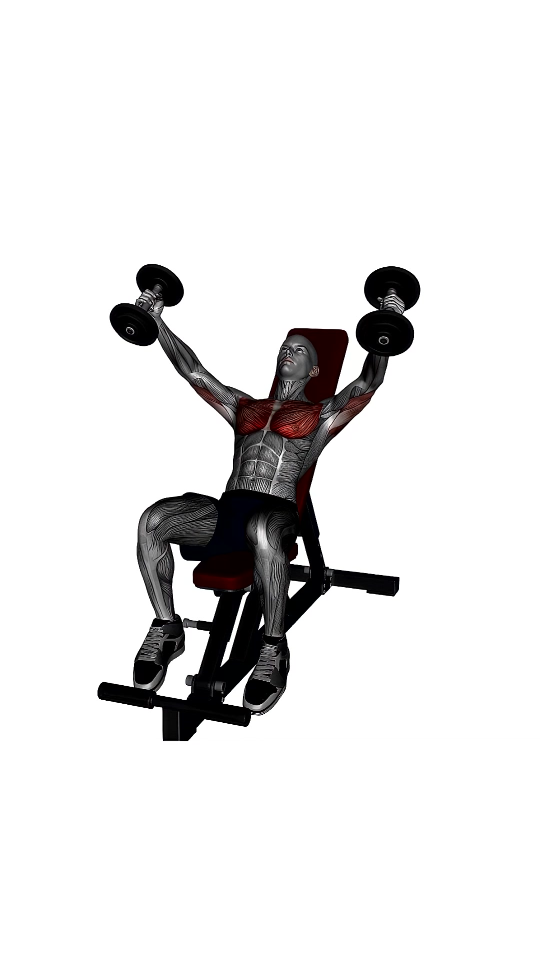 Dumbbell Fly Incline Bench