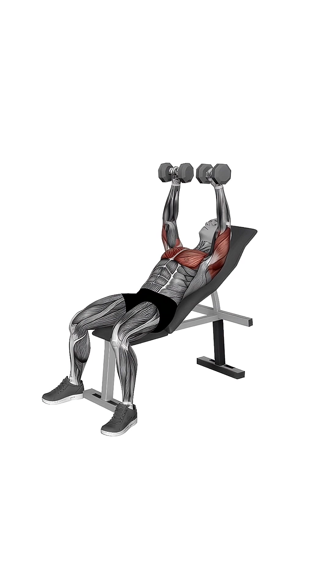 Dumbbell Incline Bench Press
