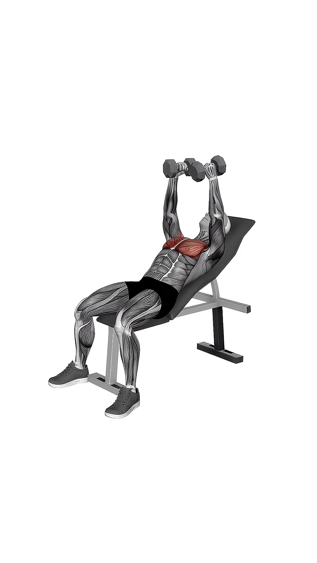 Dumbbell Incline Fly