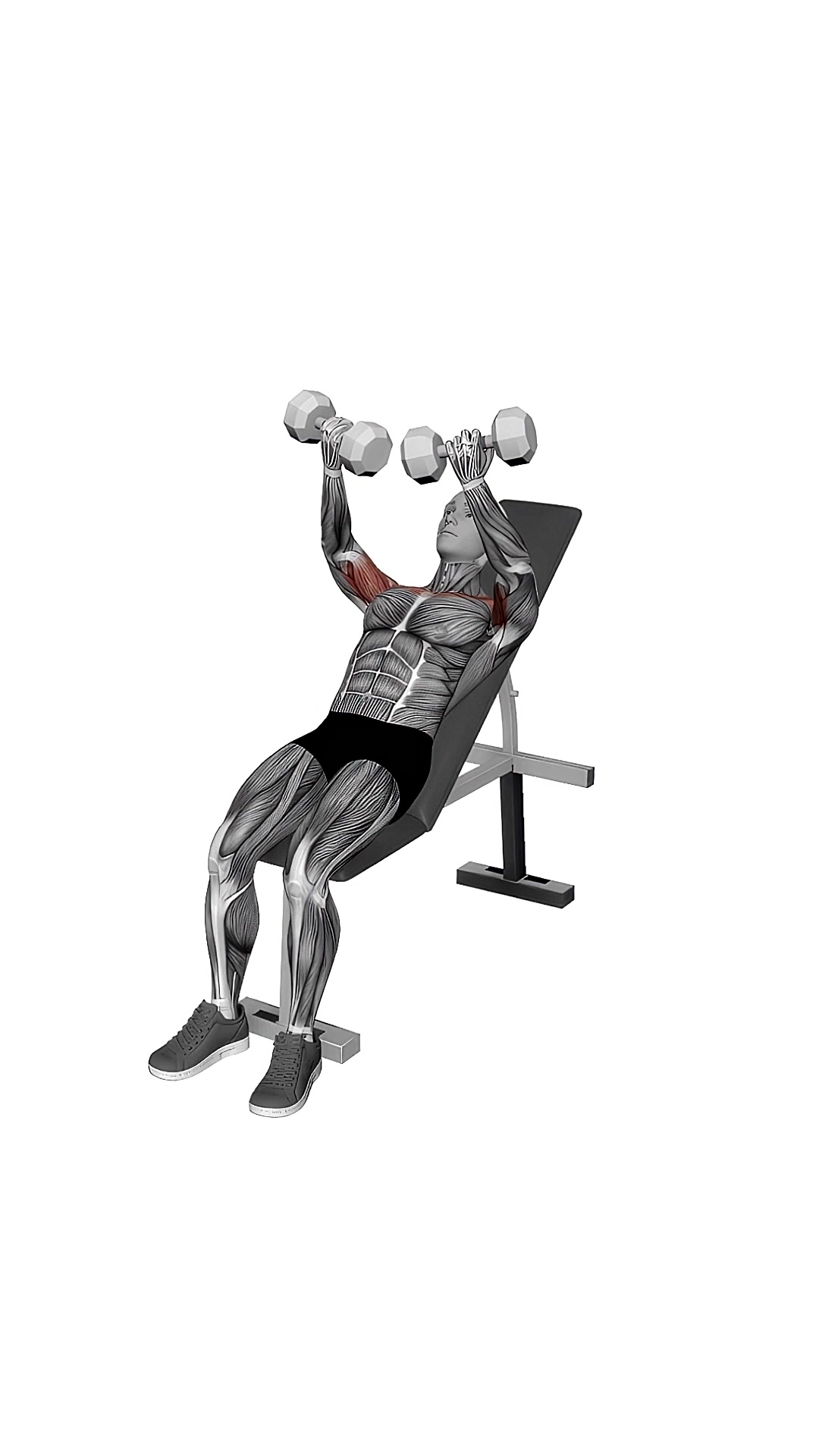 Dumbbell Incline Twisted Fly