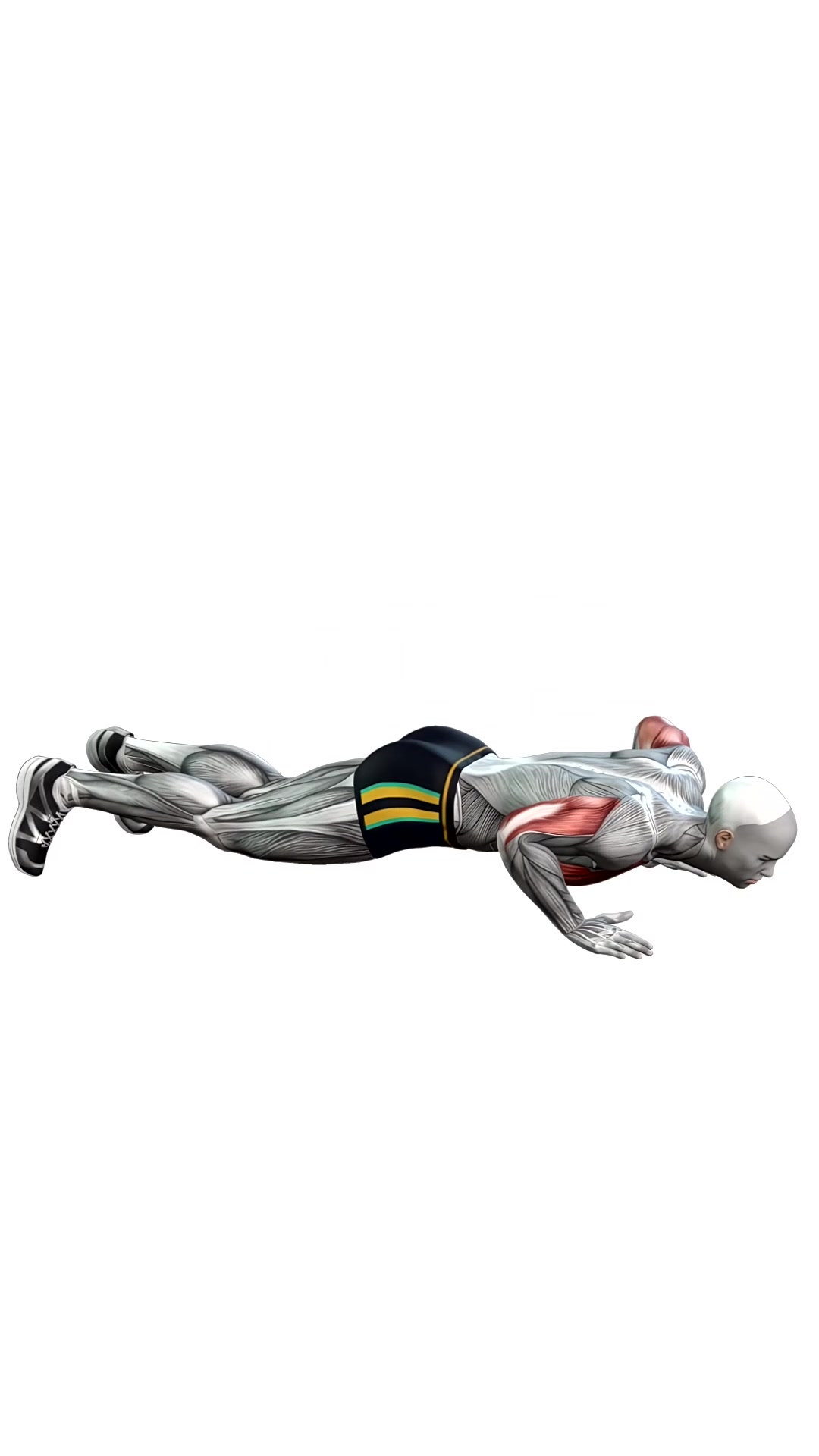Push Ups Bodyweight