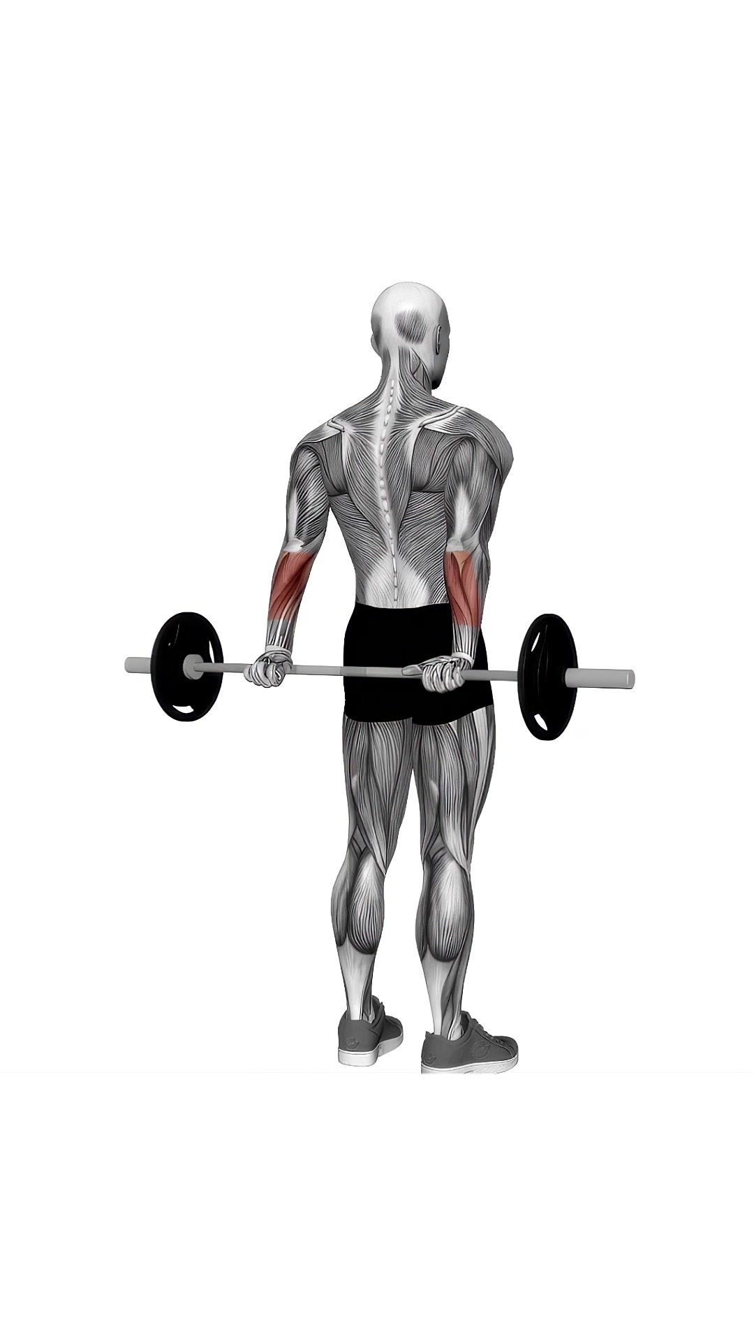 Barbell Standing Back Wrist Curl