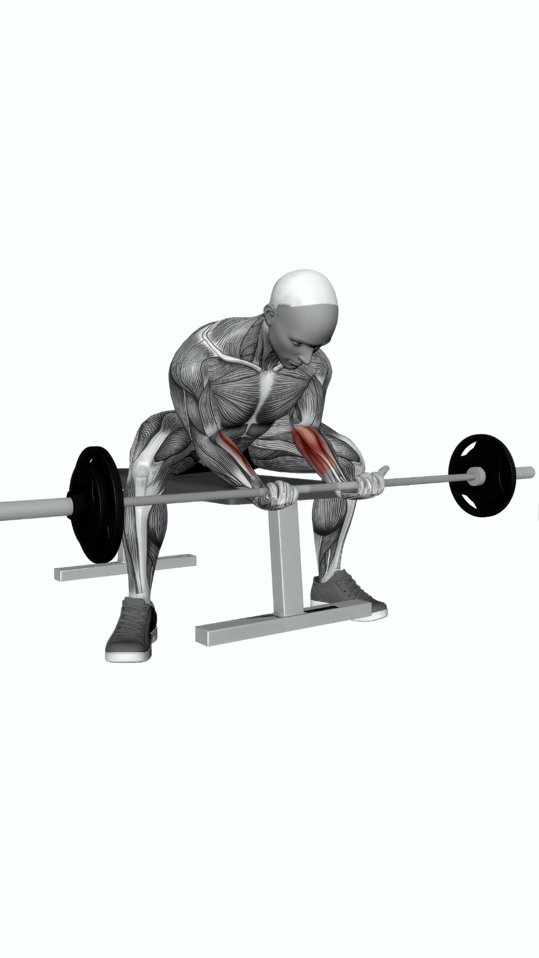 Barbell Wrist Curl Wide Legs