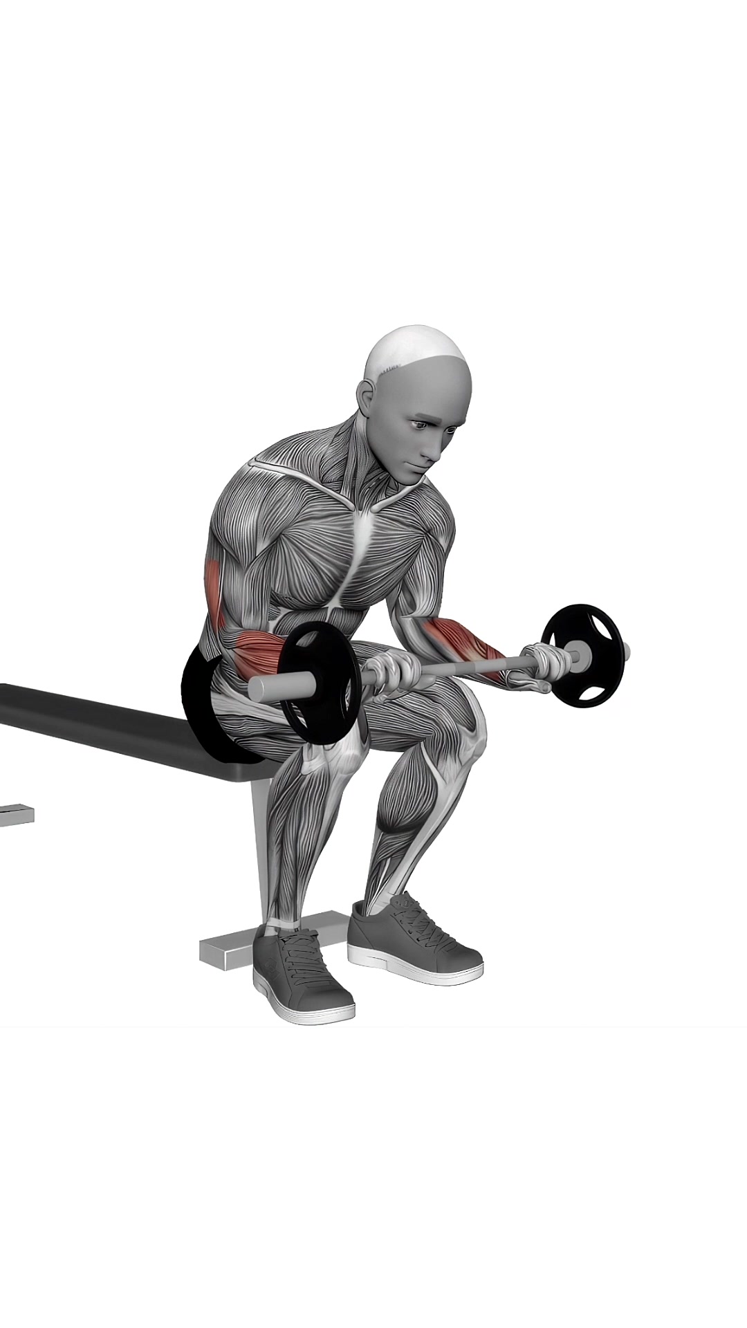 Barbell Wrist Extension On Knees