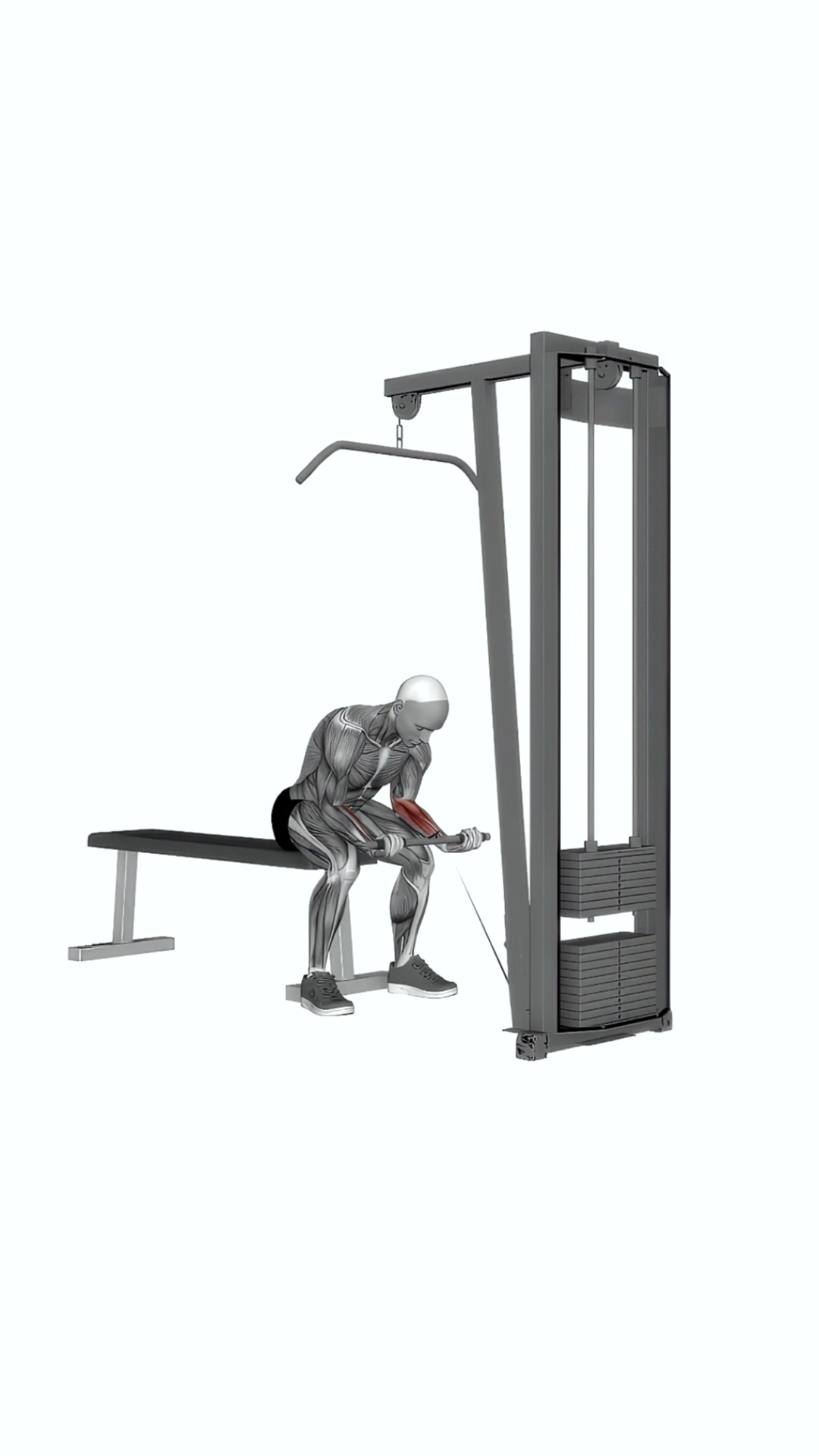 Cable Wrist Curl