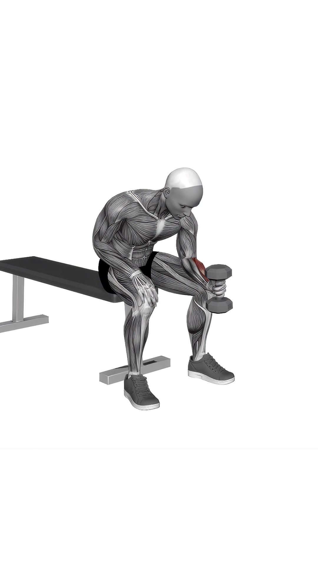 Dumbbell One Arm Seated Neutral Wrist Curl