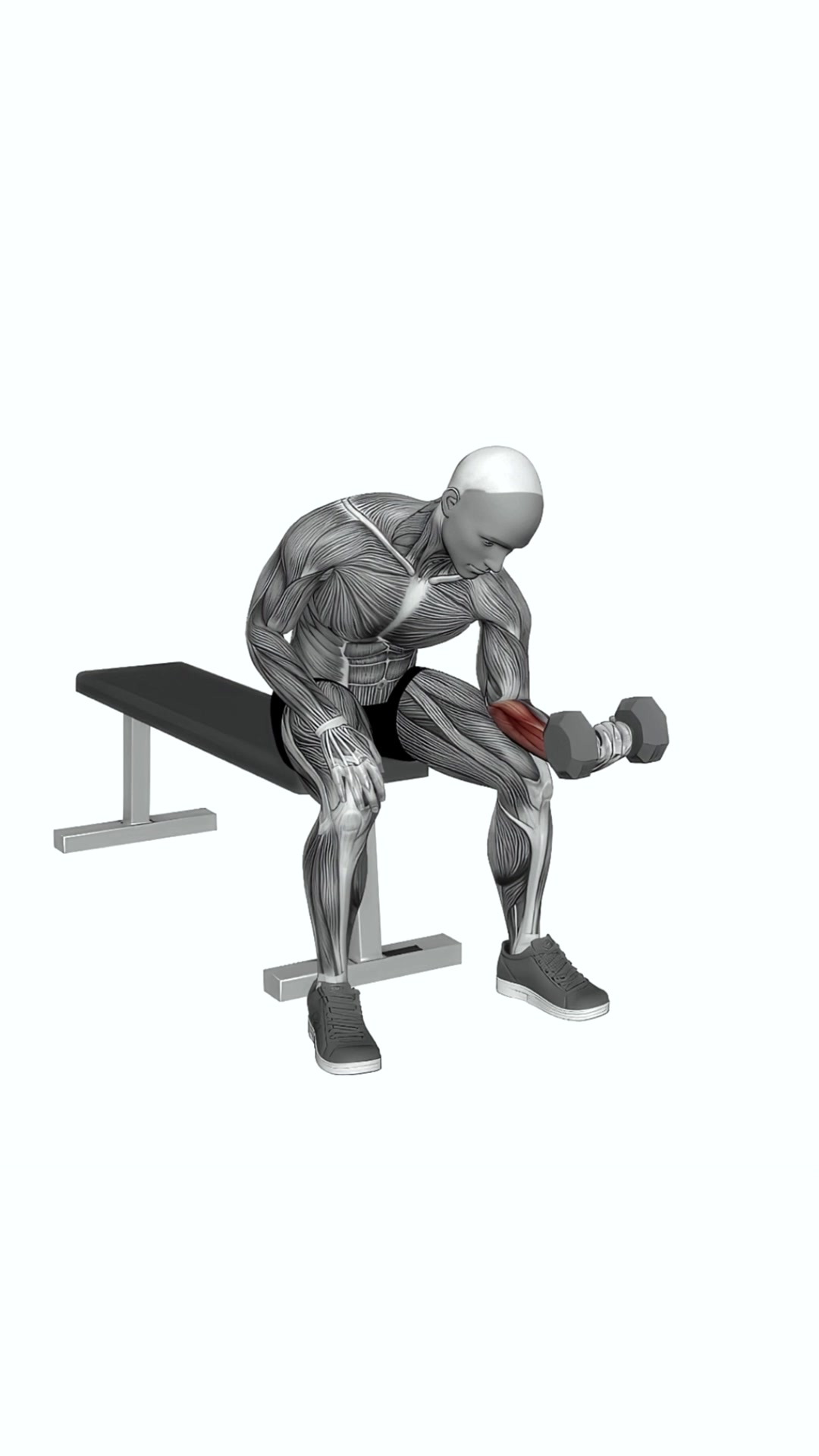 Dumbbell One Arm Wrist Curl