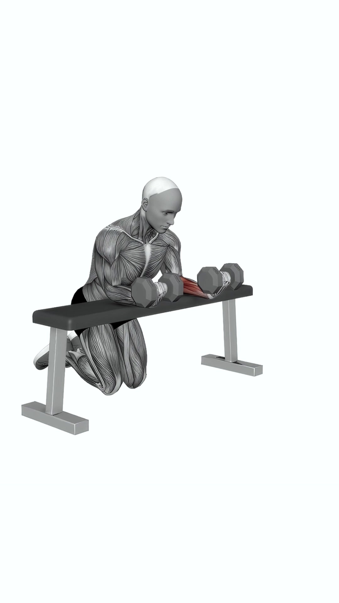 Dumbbell Over Bench Reverse Wrist Curl