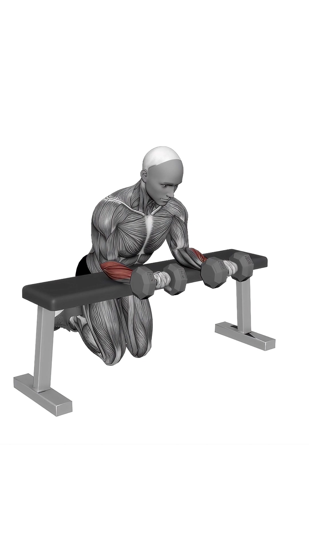 Dumbbell Over Bench Wrist Curl