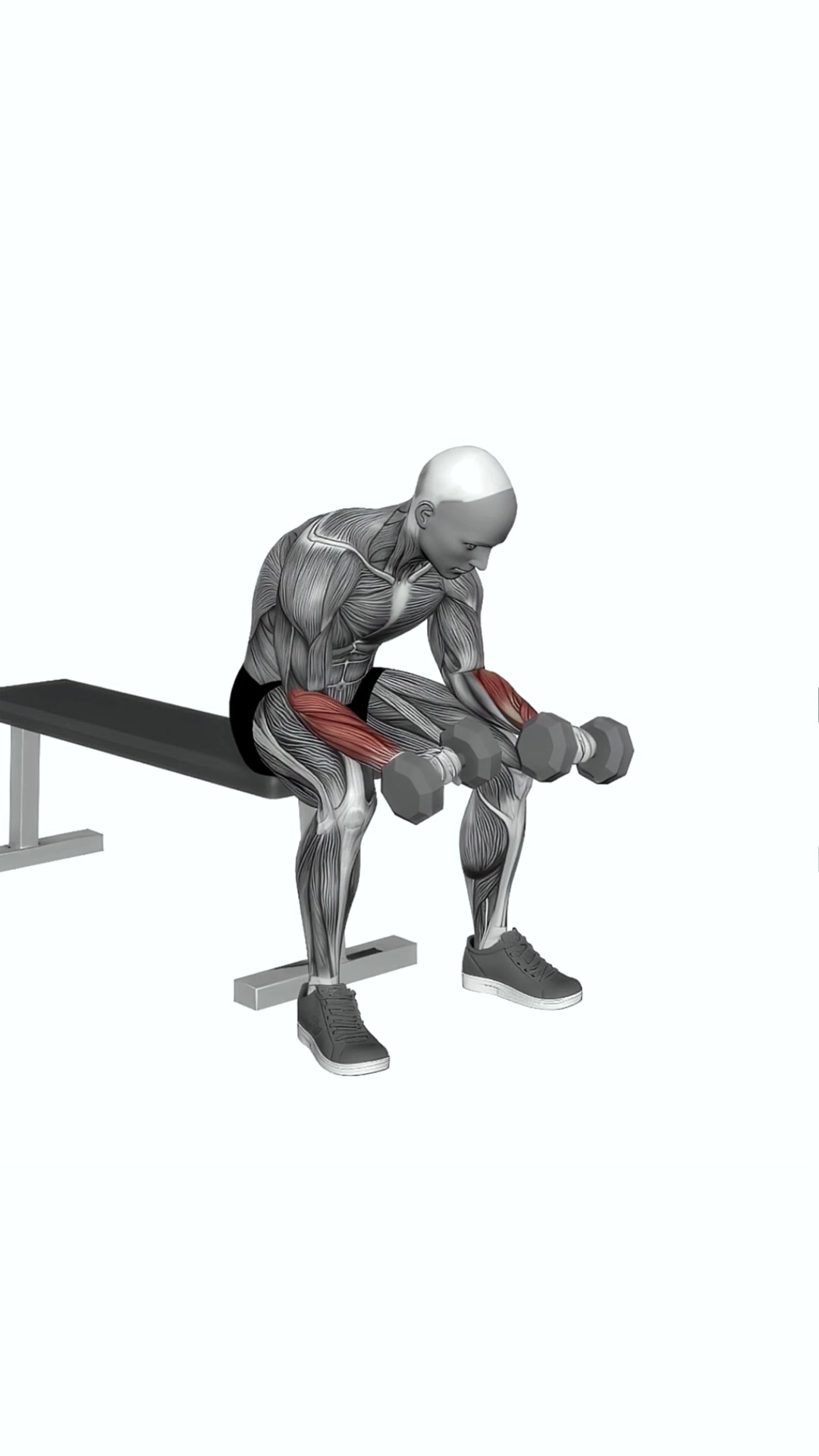 Dumbbell Reverse Wrist Curl
