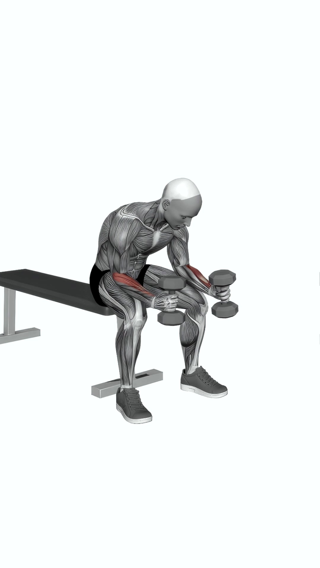 Dumbbell Seated Neutral Wrist Curl