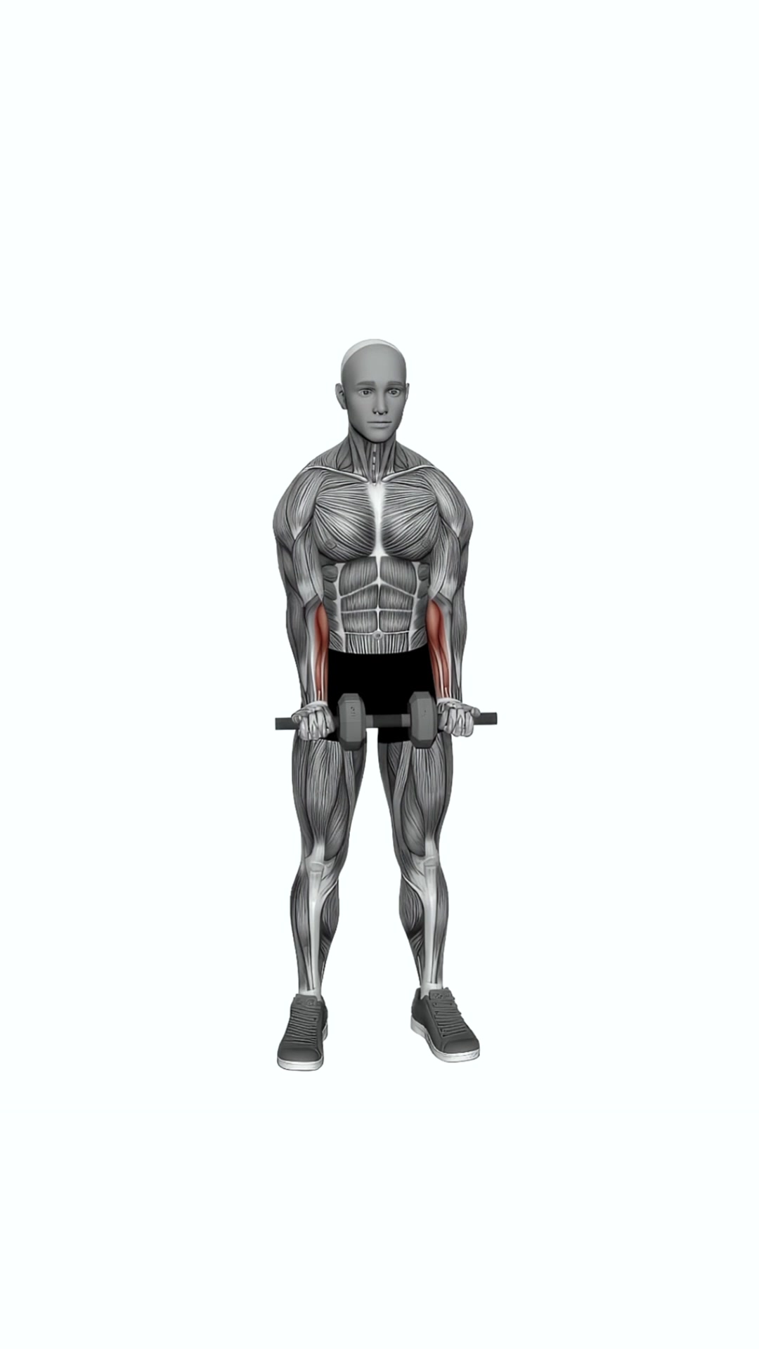 Dumbbell Standing Wrist Curl