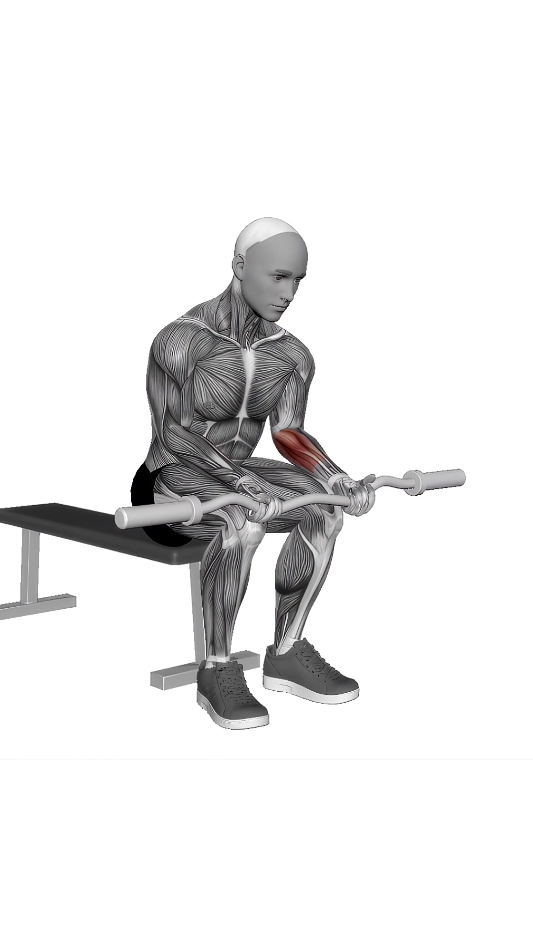 Ez Bar Seated Wrist Curl