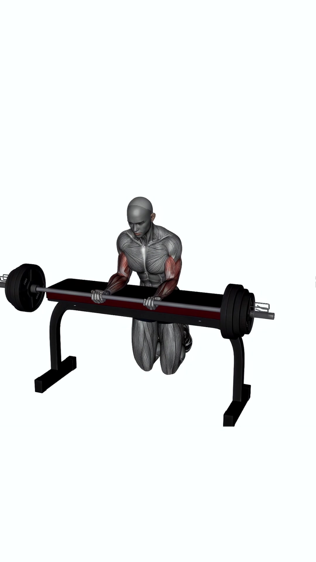 Wrist Curl Barbell