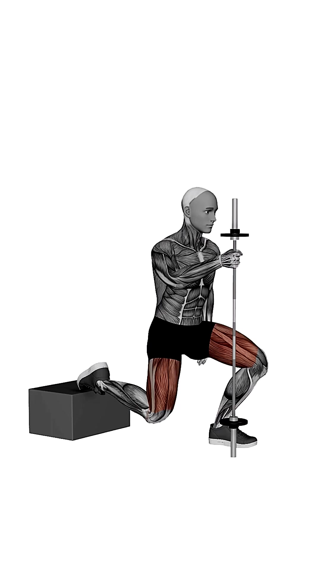 Assisted Bulgarian Split Squat