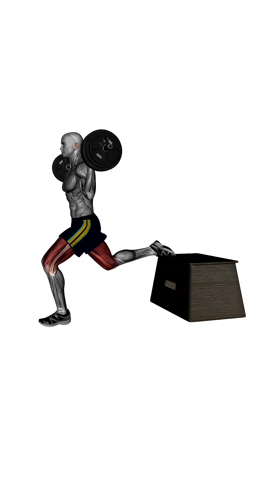 Barbell Bulgarian Split Squat Left Side View