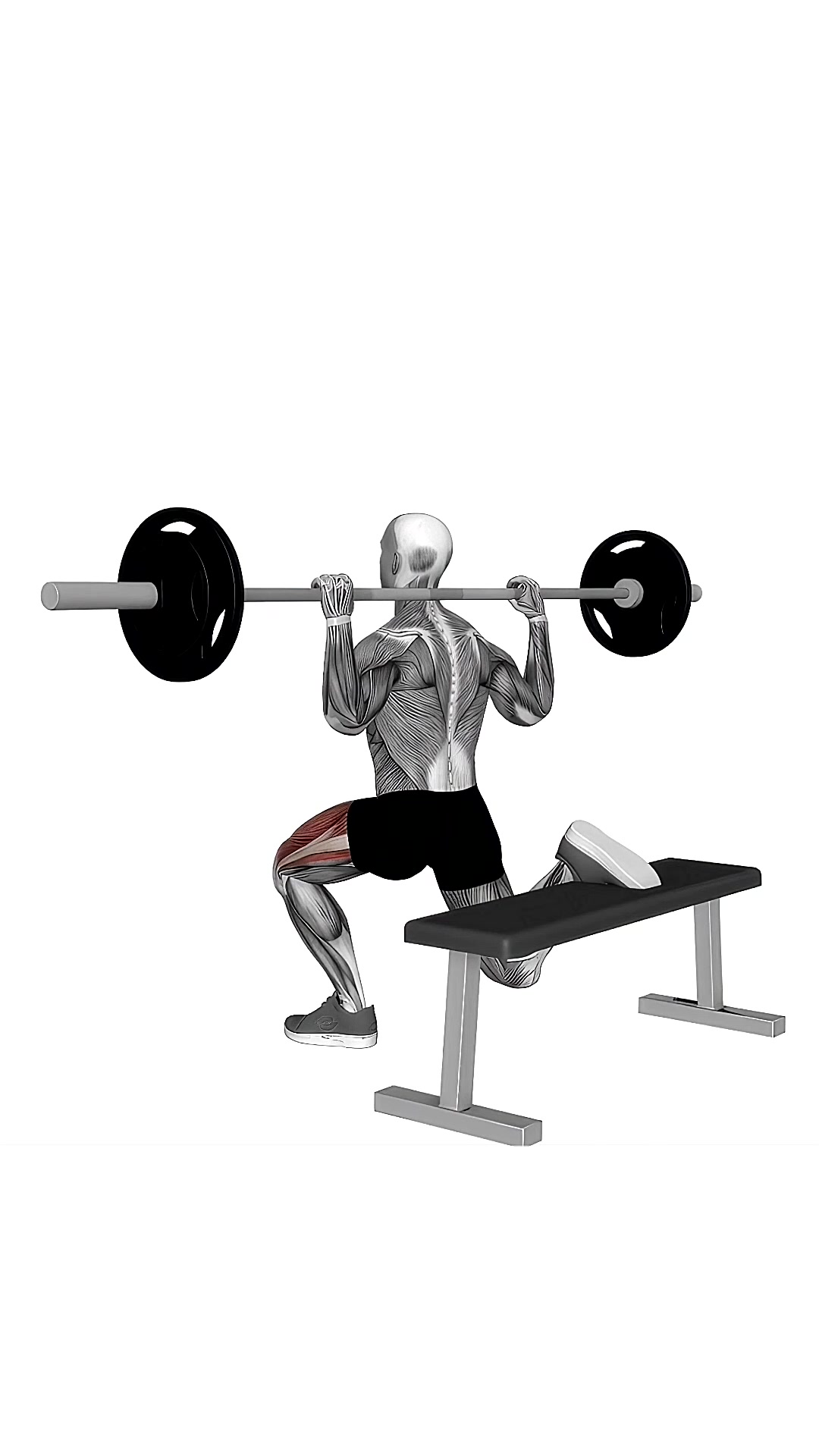 Barbell Bulgarian Split Squat